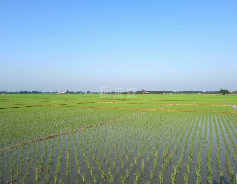 大米加工：从田间到餐桌的旅程
