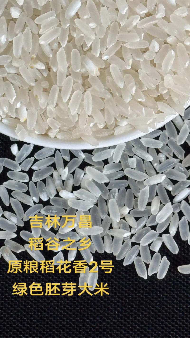 水稻种植：让希望田野上的梦想开花